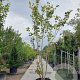 Cornus kousa 350-400 cm cont. 160L meerstammig