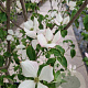 Cornus k. 'Satomi' 250-300 cm cont. 130L meerstammig