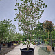 Cornus k. 'Satomi' 250-300 cm cont. 130L meerstammig