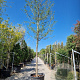 Crataegus laev. 'Paul's Sc. Hamlet' 180 cm stam container 20-25
