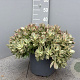 Crassula ovata GM 9L