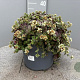 Crassula pellucida GM 9L
