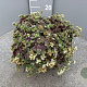 Crassula pellucida GM 9L