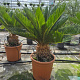 Cycas revoluta 50-70 cm 6L