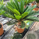 Cycas revoluta 50-70 cm 6L