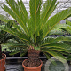 Cycas revoluta 80-100 cm 20L