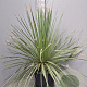 Dasylirion serratifolium 70-90 cm 15L