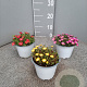 Delosperma Ice Cream P14