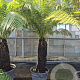 Dicksonia antarctica 100 cm stam container