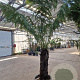 Dicksonia antarctica 100 cm stam container