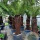 Dicksonia antarctica 100 cm stam container