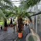 Dicksonia antarctica 100 cm stam container