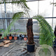 Dicksonia antarctica 100 cm stam container