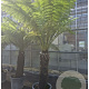 Dicksonia antarctica 110 cm stam container