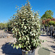 Elaeagnus ebbingei 125-150 cm 50L