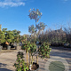 Elaeagnus ebbingei 140-160 cm 35L pompon