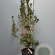 Enkianthus campanulatus 125-150 cm 20L