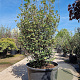 Enkianthus campanulatus 200-250 cm container meerstammig extra