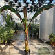 Ensete ventricosum 'Maurelii' 225-250 cm 25L