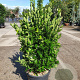Euonymus japonicus 100-125 cm 35L