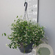 Euphorbia 'Silver Fog' GM C6L