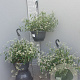Euphorbia 'Silver Fog' GM C6L