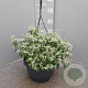 Euphorbia 'Silver Fog' GM C6L