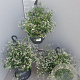Euphorbia 'Silver Fog' GM C6L