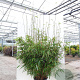 Fargesia robusta 'Pingwu' 175-200 cm 15L