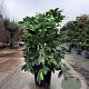 Fatsia japonica 100-125 cm 50L
