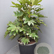 Fatsia japonica 80-100 cm 50L