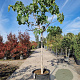 Ficus carica 120 cm stam container 14-16