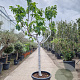 Ficus carica 120 cm stam container 20-25