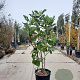 Ficus carica 125-150 cm container meerstammig