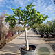 Ficus carica 160 cm stam container 20-25