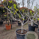 Ficus carica 50 cm stam container 18-20 extra