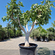Ficus carica 70 cm stam cont. 350L 50-60