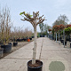 Ficus carica 80 cm stam 25L 20-25