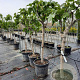 Ficus carica 80 cm stam container 14-16