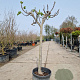 Ficus carica 80 cm stam container 14-16