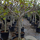 Ficus carica 80 cm stam container 20-25