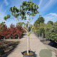 Ficus carica 90 cm stam container 18-20