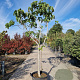Ficus carica 90 cm stam container 18-20