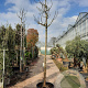Ficus car. 'Brogiotto Bianco' 220 cm stam container 20-25