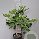 Ficus car. 'Brown Turkey' 60-70 cm 10L