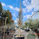 Ginkgo biloba 400-450 cm container solitair