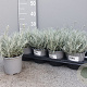 Helichrysum italicum P14