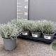 Helichrysum italicum P14