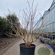 Heptacodium miconioides 125-150 cm container meerstammig