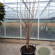 Heptacodium miconioides 175-200 cm container meerstammig